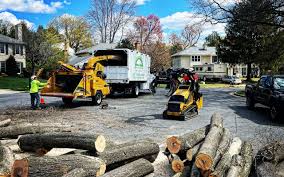 How Our Tree Care Process Works  in San Dimas, CA